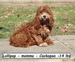 Small Photo #1 Cock-A-Poo Puppy For Sale in CLARKRANGE, TN, USA