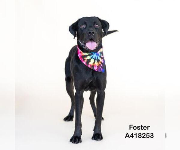 Medium Photo #2 Labrador Retriever-Unknown Mix Puppy For Sale in Conroe, TX, USA