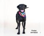 Small #1 Labrador Retriever Mix