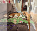 Small #9 Saluki-Whippet Mix