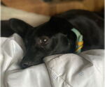 Small #5 Rat Terrier Mix