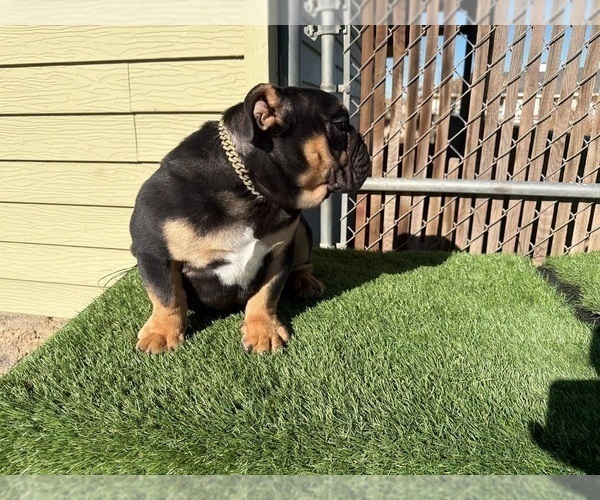 Medium Photo #15 English Bulldog Puppy For Sale in WEST HOLLYWOOD, CA, USA