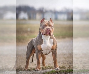 Father of the American Bully puppies born on 09/29/2023