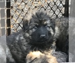 Small Photo #6 German Shepherd Dog Puppy For Sale in CHARLOTTESVILLE, VA, USA