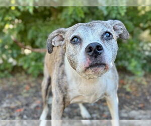 Boxer-Unknown Mix Dogs for adoption in Tavares, FL, USA
