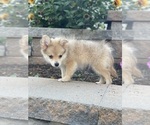 Small Photo #10 Pomeranian Puppy For Sale in CANOGA, NY, USA