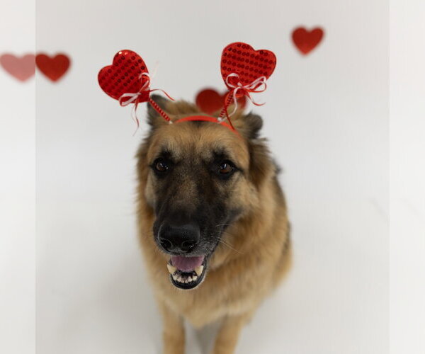 Medium Photo #10 German Shepherd Dog Puppy For Sale in Fargo, ND, USA