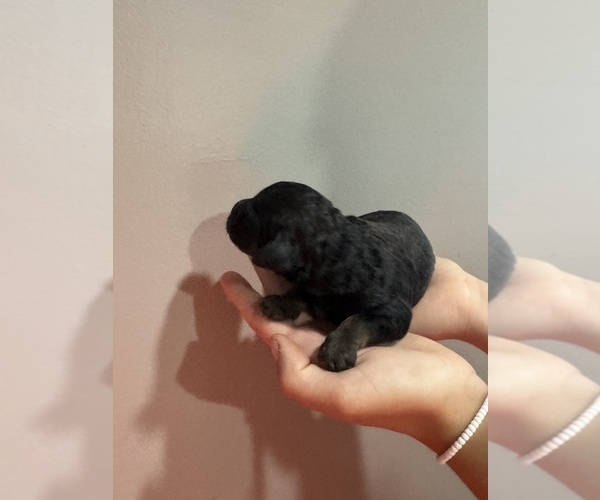 Medium Photo #3 Poodle (Standard) Puppy For Sale in LONGMONT, CO, USA