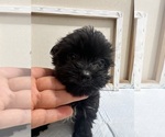 Small Photo #94 Yorkshire Terrier Puppy For Sale in HAYWARD, CA, USA