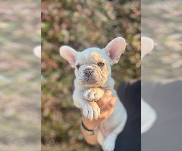 Medium Photo #1 French Bulldog Puppy For Sale in SANTA BARBARA, CA, USA
