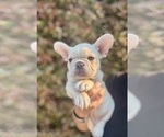 Puppy Puppy 1 Alvin French Bulldog