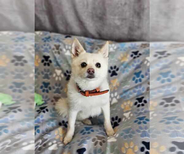 Medium Photo #5 Pomsky Puppy For Sale in McKinney, TX, USA