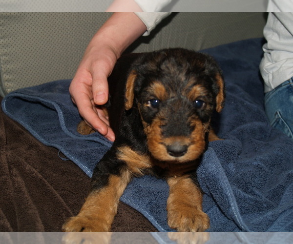 Medium Photo #31 Airedale Terrier Puppy For Sale in CHARLESTOWN, IN, USA
