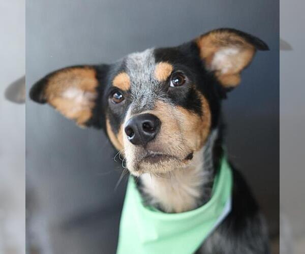 Medium Photo #1 Mutt Puppy For Sale in San Antonio, TX, USA