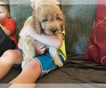 Puppy Rory Puppy 1 Goldendoodle (Miniature)
