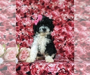 Miniature Bernedoodle-Poodle (Miniature) Mix Puppy for sale in OXFORD, PA, USA
