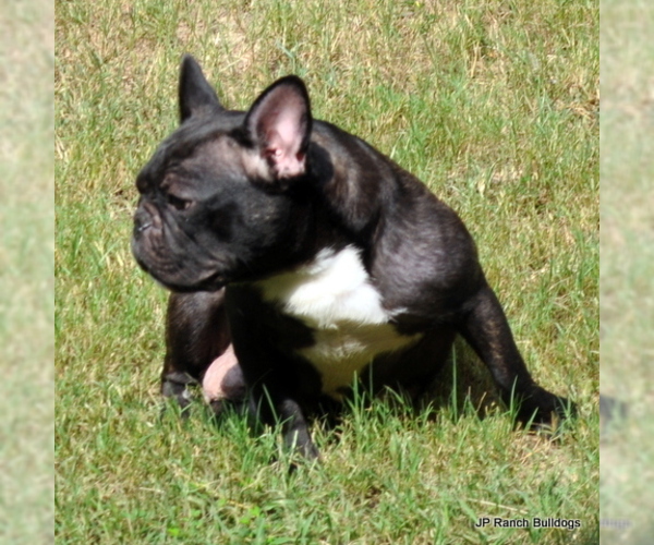 Medium Photo #1 French Bulldog Puppy For Sale in ROYSE CITY, TX, USA