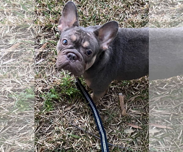 Medium Photo #1 French Bulldog Puppy For Sale in Royal Palm Beach, FL, USA