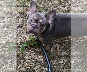 French Bulldog Dog for Adoption in Royal Palm Beach, Florida USA