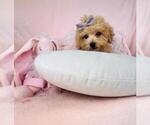 Small #6 Goldendoodle