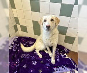 Labrador Retriever Dogs for adoption in Salinas, CA, USA