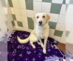 Small Labrador Retriever