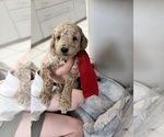 Small Photo #7 Poodle (Miniature) Puppy For Sale in EAST AMHERST, NY, USA