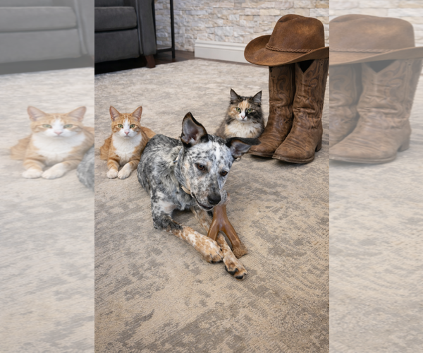 Medium Photo #7 Mutt Puppy For Sale in Euless, TX, USA