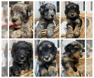 Australian Labradoodle-Bernedoodle Mix Puppy for sale in RALEIGH, NC, USA