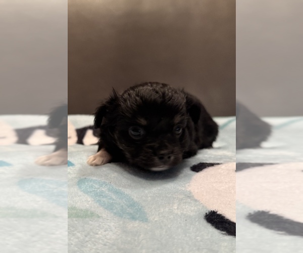 Medium Photo #6 Chihuahua Puppy For Sale in TWINING, MI, USA