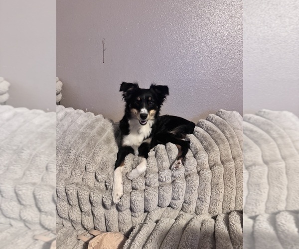 Medium Photo #1 Border-Aussie Puppy For Sale in MADRID, IA, USA