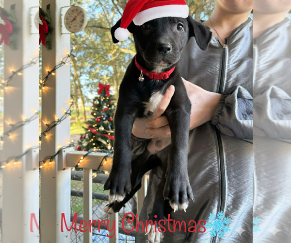 Medium Photo #1 Mutt Puppy For Sale in Brooksville, FL, USA