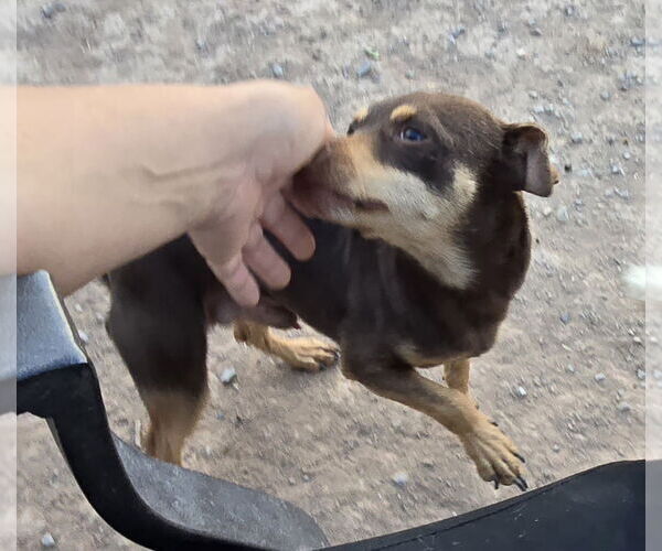Medium Photo #3 Doxie-Pin Puppy For Sale in Peralta, NM, USA
