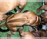 Small #2 Rhodesian Ridgeback