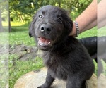 Small #4 Golden Labrador