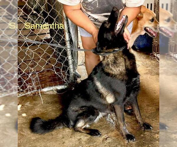 Medium Photo #2 Alaskan Malamute-Unknown Mix Puppy For Sale in Fallbrook, CA, USA