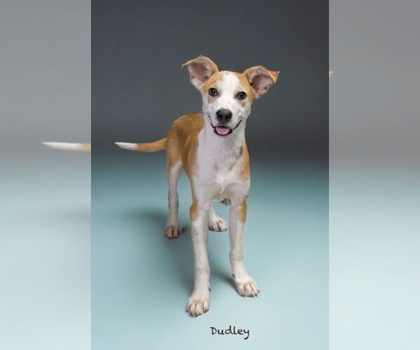 Medium Photo #3 Mutt Puppy For Sale in Hot Springs Village, AR, USA
