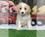 Small #4 Bichpoo-Cavalier King Charles Spaniel Mix