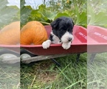 Small Photo #16 Aussiedoodle Puppy For Sale in RUSSELL, IA, USA