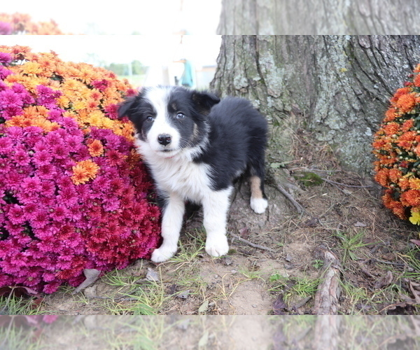 Medium Photo #4 Border Collie Puppy For Sale in SHILOH, OH, USA