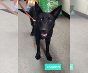 Labrador Retriever-Unknown Mix Dogs for adoption in Richmond, IN, USA