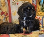 Small Photo #11 Cocker Spaniel Puppy For Sale in WITHEE, WI, USA
