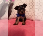 Puppy Brando Yorkshire Terrier