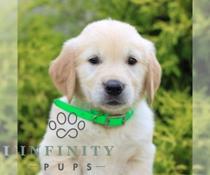 Golden Retriever Puppy for sale in LITITZ, PA, USA