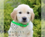 Small Golden Retriever
