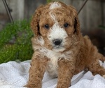 Puppy Benji Cavapoo