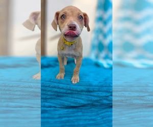 Inky- Pac Man Litter - Female Chihuahua-Unknown Mix Dog for Adoption - Photo #5