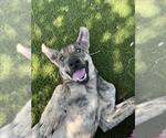 Small #1 German Shepherd Dog Mix