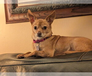 Chihuahua Dogs for adoption in Sioux Falls, SD, USA