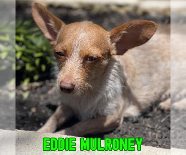 Medium Photo #8 Dachshund-Unknown Mix Puppy For Sale in San Antonio, TX, USA